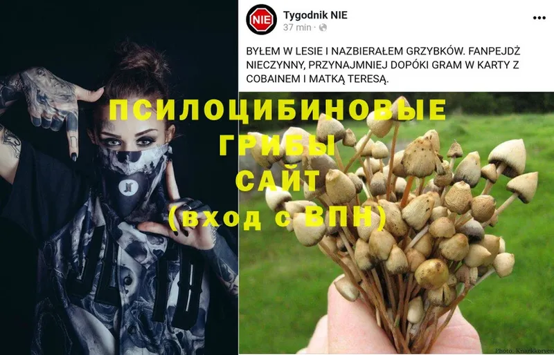 продажа наркотиков  Каменск-Уральский  Галлюциногенные грибы мицелий 